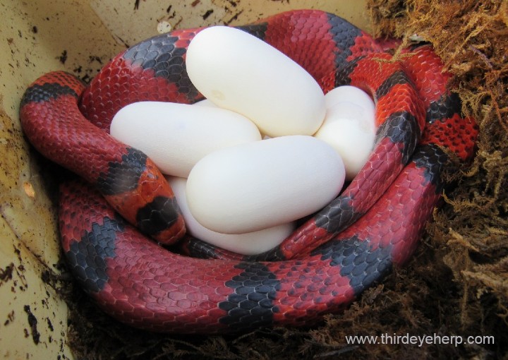 Honduran Milk Snake